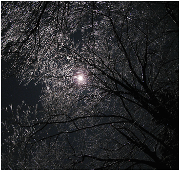 Ice on a tree illuminated by moonlight.