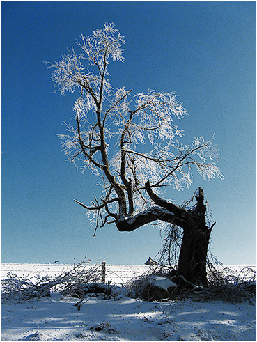 Tree covered with ice.