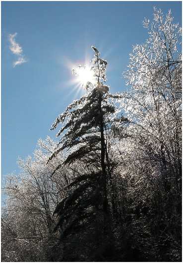 Trees covered with ice.