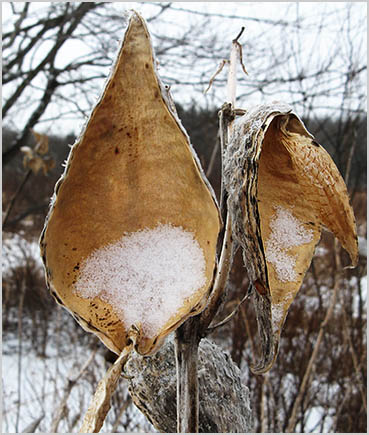 Milkweed pods.