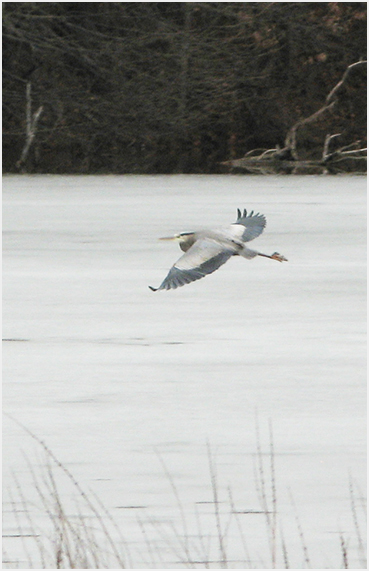 Blue heron.