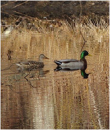 Ducks.