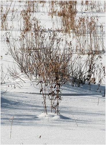 Snow in wetland.