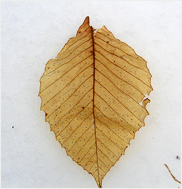Yellow leaf.