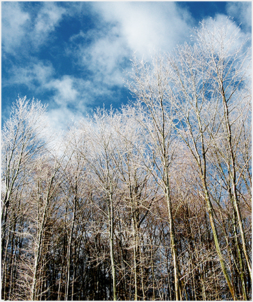 Ice coated trees.