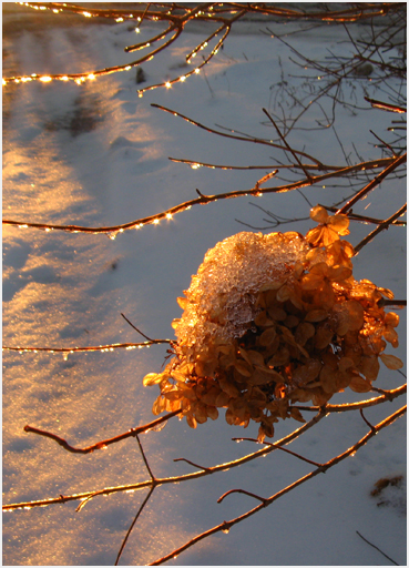 Ice on tree.